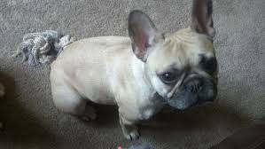 Find the perfect french bulldog puppy for sale in minnesota, mn at puppyfind.com. Super Light Fawn Black Mask French Bulldog So Pretty Cute Puppies French Bulldog Cute Animals