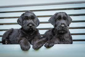 We have giant schnauzer in black. Giant Schnauzer Facts And Beyond Biology Dictionary