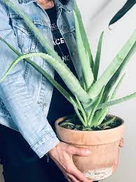 Pour le garder heureux, plantez l'aloès dans un pot en terre cuite avec de la terre bien drainée. Comment Entretenir Son Aloe Vera Osez Planter Ca Pousse