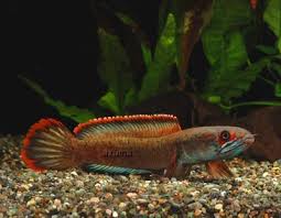 Ikan predator yang berasal dari indonesia (id); 37 Dalag Haruan Snakehead Fish Ideas Snakehead Fish Fish Freshwater Fish