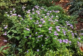 This Classic Passalong Plant Provides Weeks Of Late Color Perennial Plants Perennials Plants
