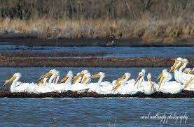 Water Birds Of Northern Indiana Carol Mattingly Photography Ontario Birds Pelican Travel Photography