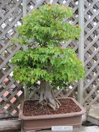 It is a plant that grows in desert biomes. Growing Bonsai Bonsai Tree Care For Beginners The Old Farmer S Almanac
