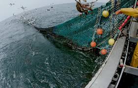 Image result for trawling