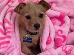 Watkins Plastic Surgery