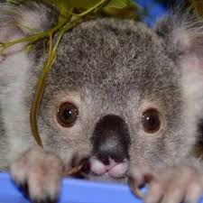 Koalas On Instagram We Would Like To Announce That We Donate 100 Of Profit From Our Koala Merch Link In Cute Animals Cute Baby Animals Cute Funny Animals