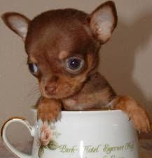 Apple Head Teacup Black Chihuahua Chocolate Brown Teacup Chihuahua Chihuahua Puppies Cute Chihuahua Chihuahua Puppies For Sale