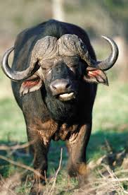 Join us on one of our south africa cape buffalo hunts if you want to go up against the legendary black death on our outstanding buffalo hunting area in northern limpopo province. African Buffalo Syncerus Caffer