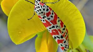 Image result for Crotalaria bernieri