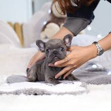 Teacup french bulldog puppies for sale near me. Mini Frenchies Akc Micro Teacup Puppies For Sale Micro Teacup Puppies Teacup Puppies For Sale Teacup Puppies