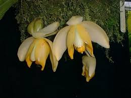 Image result for Polystachya vulcanica