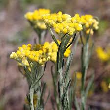 Image result for Helichrysum geminatum