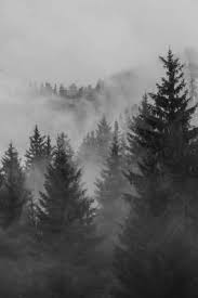 Black And White Woods Picture Woods Black And White Tumblr Google Search Foggy Forest Nature Landscape