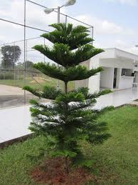 Image result for Araucaria columnaris