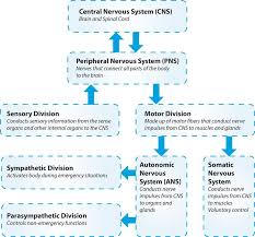 It consists of a large nerve running from. Central Nervous System Ck 12 Foundation Nervous System Anatomy Central Nervous System Nervous System Diagram