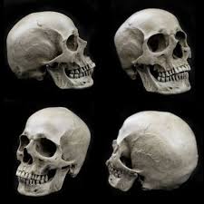 Maybe you would like to learn more about one of these? Leaving Facebook Facebook Keukenontwerptekening Leaving Skull Reference Skull Anatomy Human Skull Photography