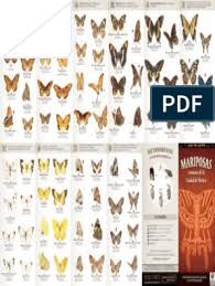 Maybe you would like to learn more about one of these? Guia Mariposas Df Pdf Lepidopteros Mariposa