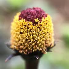 Image result for Spilanthes
