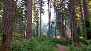 We camped at silver falls state park in a fifth wheel. Silver Falls State Park Hike And Camp Near 10 Waterfalls In Oregon