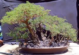 Image result for Acacia burkei