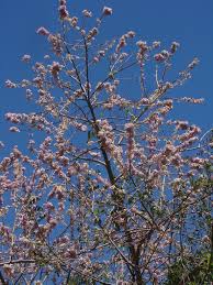 Image result for Gliricidia