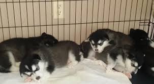 For sale alaskan malamute puppies ready end of june if interested please call … Giant Alaskan Malamute Puppies For Sale North Carolina