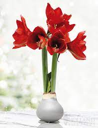 Maybe you would like to learn more about one of these? Wax Amaryllis Waxed Amaryllis Bulb Gift Flower Gifts Bulb Flowers Amaryllis Flowers Amaryllis Bulbs