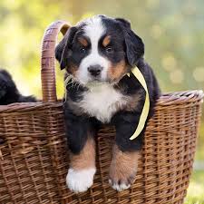 Bernese mountain dog puppies texas cost. 1 Bernese Mountain Dog Puppies For Sale In Texas
