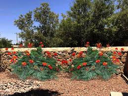Many desert cacti bloom in response to a cool, dry, dormant period. Red Bird Of Paradise Plant Desert Plant Guzmansgreenhouse Com