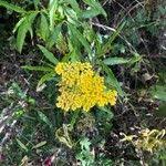 Image result for Psiadia punctulata