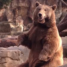 Zooacquario Madrid Brown Bear Animals Madrid