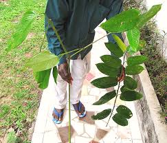 Image result for Sarcophrynium