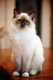Le Sacre De Birmanie Ou Birman Appartient Au Groupe Des Races Qui Portent Le Gene Siamois En Effet Chat Sacre De Birmanie Sacre De Birmanie Races De Chats