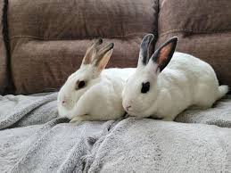 Are your kitchen cabinets in a state of emergency? The Rabbit Cabinet Rescue Sanctuary Home Facebook