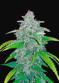 Marijuana strains & cannabis genetics. Blue Dream Auto Cannabissamen Fast Buds