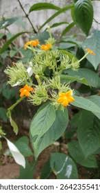 Image result for Loganiaceae