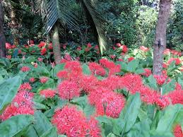 Image result for Nidorella spartioides