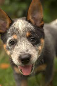 Australische Vieh Hundewelpen Hundchen Queensland Australian Australische Queensland Viehh Cattle Dog Puppy Heeler Puppies Australian Cattle Dog Puppy