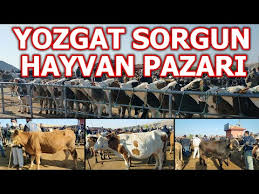 Bu Hafta Bursa Hayvan Pazarindayiz Sultan Pazari Ciftci Tv Youtube
