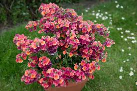 Image result for Nemesia