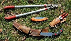If your tree is very advanced you could start straight away. How To Prune Apple Trees In Summer Sustainable Gardening Australia
