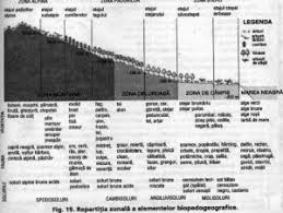 Ursi, lupi, vulpe, cerb, ciocanitoarea, cinteza. Particularitatile Biopedogeografice Ale Romaniei