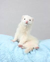 Giant 2020 Ferret Calendar The Modern Ferret Baby Ferrets Pet Ferret Cute Ferrets