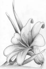 50 Easy Flower Pencil Drawings For Inspiration In 2020 Pencil Drawings Of Flowers Flower Art Drawing Pencil Drawing Inspiration