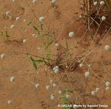 Image result for Polycarpaea