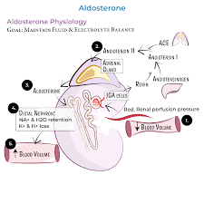 Image result for Aldosterone
