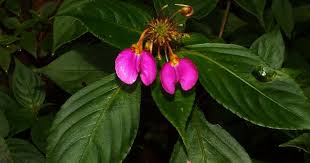 Image result for Impatiens stuhlmannii