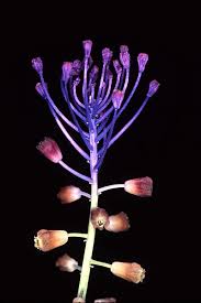 Image result for Hyacinthaceae