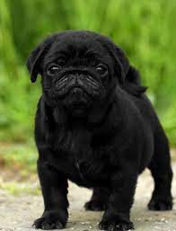 Pug Puppy Cuti Pug Puppy Cutie Baby Pugs Pug Puppies Black Pug Puppies