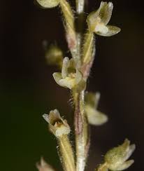 Image result for Manniella